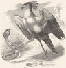 BIRDS. Raptorial. Vulture Falcons. Secretary, Crane c1870 old antique print