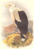 ANGOLA. Raptorial birds. Vulture Falcons c1870 old antique print picture