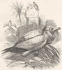 RAPTORIAL VULTURE. Scavenger, Egyptian c1870 old antique vintage print picture