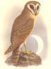INDONESIA. Owl. Day. Java c1870 old antique vintage print picture