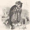 BIRDS. Owl. Day. Uhu c1870 old antique vintage print picture