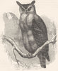 BIRDS. Owl. Day. Virginian Uhu c1870 old antique vintage print picture