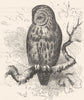 BIRDS. Owl. Nocturnal. Tree c1870 old antique vintage print picture