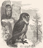 BIRDS. Owl. Nocturnal. Barn c1870 old antique vintage print picture