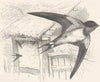 BIRDS. Gaper. Swallow. Chimney c1870 old antique vintage print picture