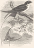 BIRDS. Gaper. Swallow. Thread-tailed c1870 old antique vintage print picture