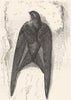 BIRDS. Gaper. Swift. Steeple c1870 old antique vintage print picture