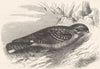 GAPER. Night Jar Goatsucker. European c1870 old antique vintage print picture