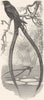 GAPER. Night Jar Goatsucker. Lyre-Tailed c1870 old antique print picture