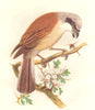 BIRDS. Singing. Tooth-Beaked. Red Backed Shrike c1870 old antique print