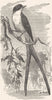 BIRDS. Singing. Fly-Catcher. Scissor Bird c1870 old antique print picture