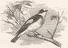 SINGING FLY-CATCHER. Collared White-Necked  c1870 old antique print picture