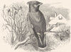 FLY-CATCHER. Silk-tail, Bohemian Chatterer, Wax-Wing c1870 old antique print