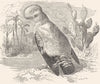 BIRDS. Singing. Manakin. Cock of Rock c1870 old antique vintage print picture