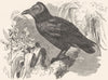 SINGING MANAKIN. Capuchin Bird, Bald Fruit Crow c1870 old antique print