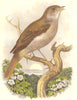 BIRDS. Singing. Nightingale c1870 old antique vintage print picture