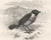 SINGING WARBLER. Black-throated Meadow c1870 old antique vintage print picture