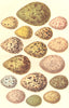 WARBLER EGGS. Curlew; Sandpiper; Dunlin; Land Rail c1870 old antique print