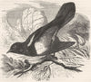 BIRDS. Singing. Warbler. Bush c1870 old antique vintage print picture