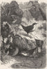 BIRDS. Singing. water ouzels. & Kingfisher c1870 old antique print picture