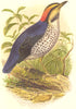 BIRDS. Singing. water ouzels. Azure Pitta c1870 old antique print picture