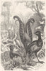 BIRDS. Singing. Lyre bird c1870 old antique vintage print picture