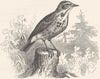 BIRDS. Singing. Tree Pipit c1870 old antique vintage print picture