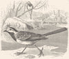 BIRDS. Singing. White Wagtail c1870 old antique vintage print picture