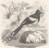 BIRDS. Singing. Wagtail. Meninting c1870 old antique vintage print picture