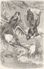 BIRDS. Singing. Bearded & Penduline Tits c1870 old antique print picture