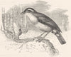 BIRDS. Searcher. Tree Climber. Red Oven Bird c1870 old antique print picture