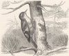 SEARCHER. Tree Climber. Hairy-Cheeked Stair-beak c1870 old antique print