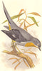 SEARCHER. Tree Climber. Whiskered Fantail c1870 old antique print picture