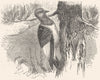 SEARCHER. Tree Climber. Red-headed Black Woodpecker c1870 old antique print