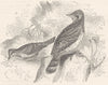 BIRDS. Searcher. Tree Climber. Wry-neck c1870 old antique print picture