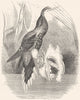 BIRDS. Searcher. Hummingbird. Sickle-Billed c1870 old antique print picture
