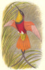 BIRDS. Searcher. Hummingbird. Crimson Topaz(Life) c1870 old antique print