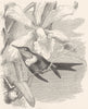BIRDS. Searcher. Hummingbird. Amethyst c1870 old antique vintage print picture