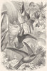 BIRDS. Searcher. Hummingbird c1870 old antique vintage print picture
