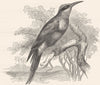 BIRDS. Searcher. Light-Beak. Bee-Wolf c1870 old antique vintage print picture