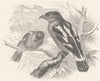 JAVA. Searcher. Light-Beak. Broad-throat c1870 old antique print picture