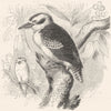 BIRDS. Searcher. Alcyons. Laughing Jackass c1870 old antique print picture
