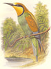BIRDS. Searcher. Alcyons. European Bee-Eater c1870 old antique print picture