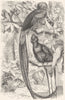 BIRDS. Searcher. Bucco. Quesals, Resplendent Trogons c1870 old antique print