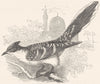 BIRDS. Searcher. Cuckoo. Jay c1870 old antique vintage print picture