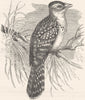BIRDS. Searcher. Cuckoo. Pearl Bird c1870 old antique vintage print picture