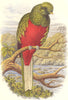 BIRDS. Searcher. Hornbill. Beautiful Trogon c1870 old antique print picture