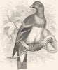 GALLINACEOUS BIRDS. Parrot c1870 old antique vintage print picture