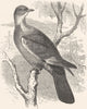 GALLINACEOUS BIRDS. Ring-Dove, Wood c1870 old antique vintage print picture