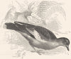 GALLINACEOUS BIRDS. Kukuli c1870 old antique vintage print picture